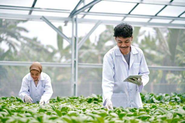 istock Asian scientists inspecting vegetables in hydroponic farm. 1472949748
