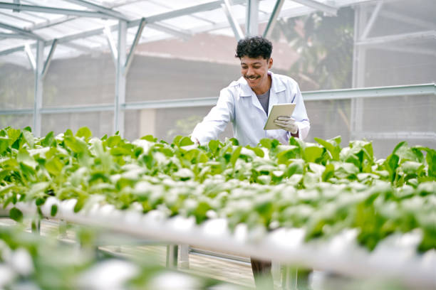istock farm worker checking quality of vegetables in hydroponic farm. 1472949767