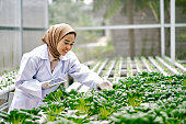 Asian woman farm worker using digital tablet in hydroponic farm
