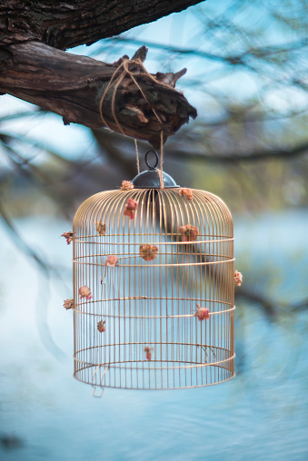 An empty birdcage hanging from a tree