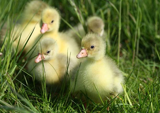 day old goslings stock photo