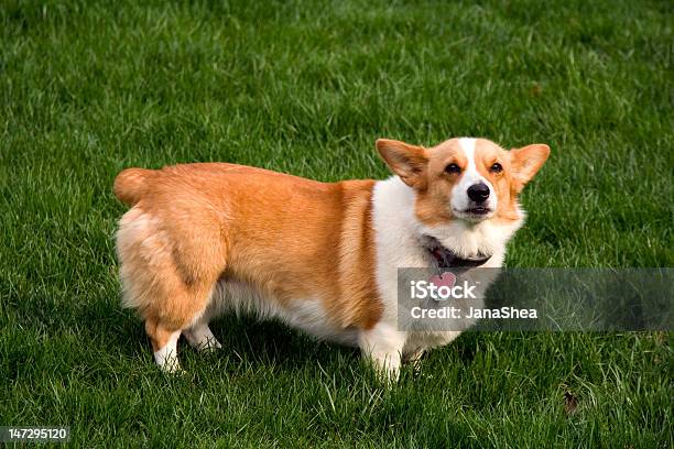 Foto de Corgi Galês Pembroke e mais fotos de stock de Animal de estimação - Animal de estimação, Corgi Galês Pembroke, Cão