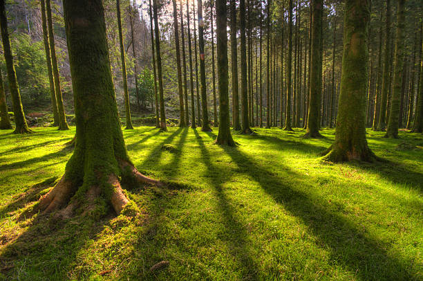 tree shadows Gougane Barra Forest Park Ireland