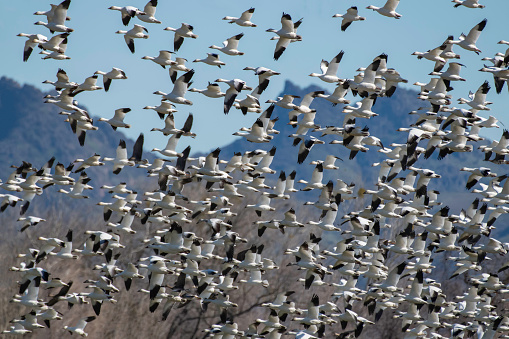Hundreds of geese fly off in front of the Sutter Buttes in California