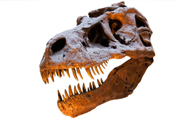 tyrannosaurus rex skull isolated on white background - theropod stockfoto's en -beelden