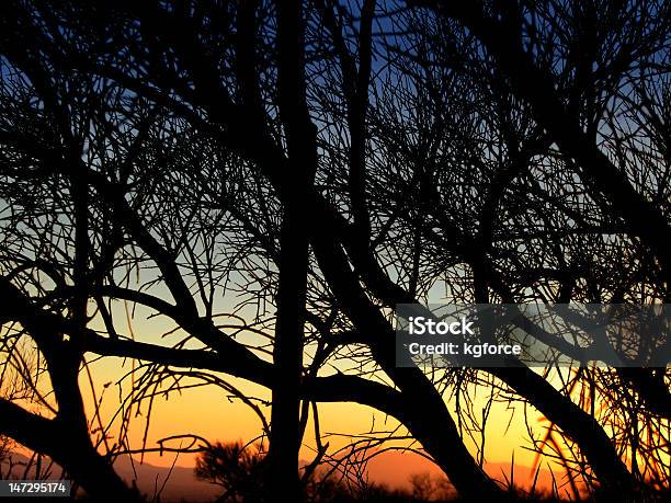 Palo Verde Deserto Tramonto Silhouette Di Albero - Fotografie stock e altre immagini di Albero - Albero, Arizona, Composizione orizzontale