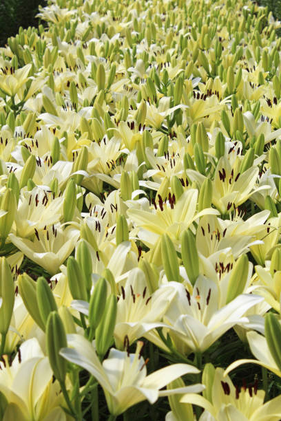 istock View of white lilies in full bloom 1472951972