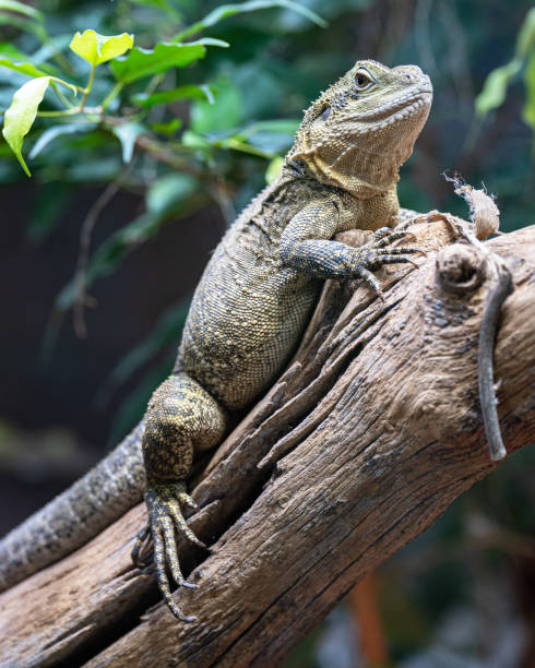 istock Australian water dragon, Intellagama lesueurii howittii 1472952925