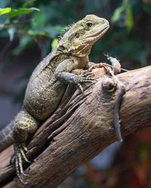 istock Australian water dragon, Intellagama lesueurii howittii 1472952947