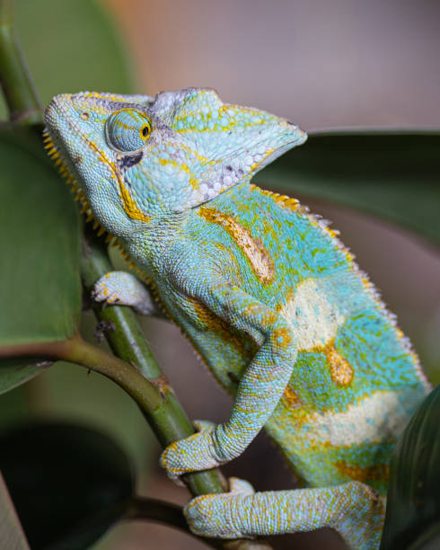 istock Yemen chameleon, Chamaeleo calyptratus 1472952948