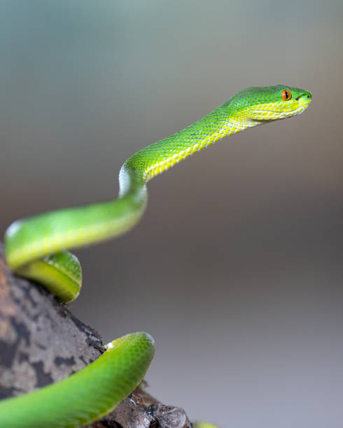 istock Green Pit Viper, Trimeresurus albolabris 1472952999
