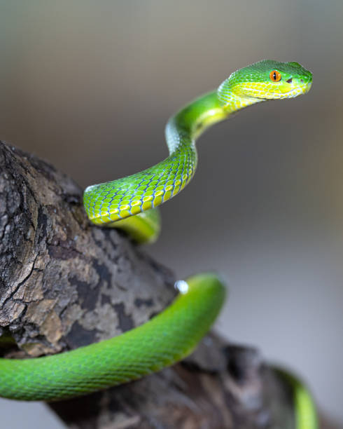 istock Green Pit Viper, Trimeresurus albolabris 1472953001