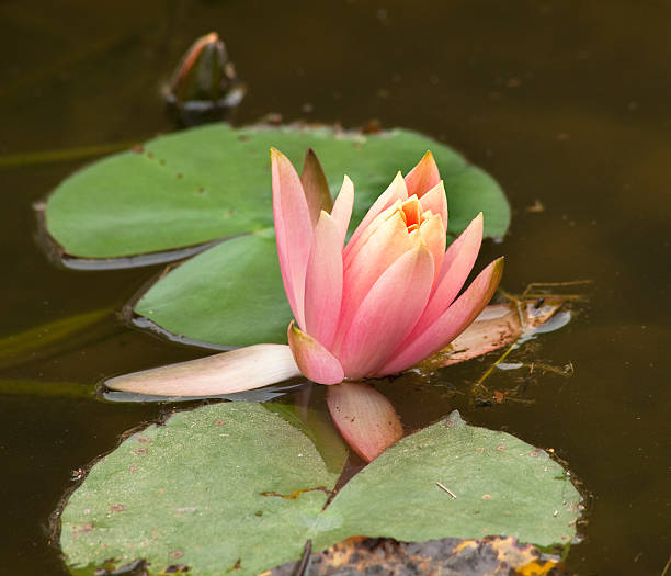 istock Pink Water Lily with Dragon Fly 147295350