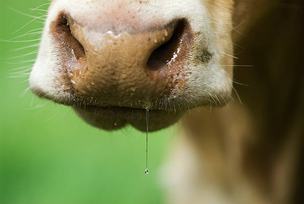 Saliva drop This picture show a close up of a drop of saliva from a cows muzzle animal lips photos stock pictures, royalty-free photos & images