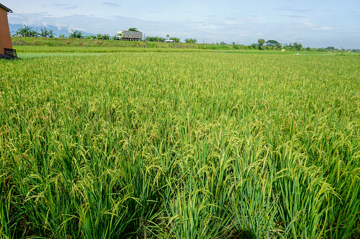 Image of Japanese rice fields