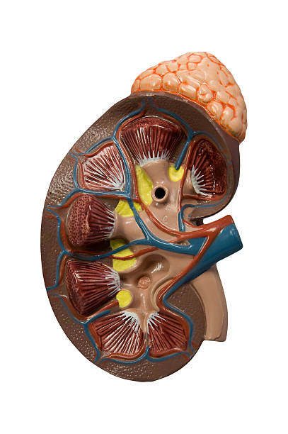 Model of the human kidney isolated on white stock photo