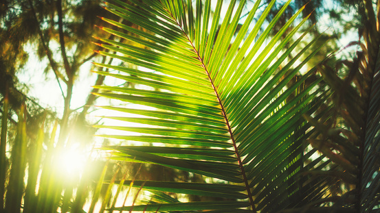 Beautiful natural palm empty pattern. Perfect background with young green tropical leaves of a palm. Foliage plant, jungle nature texture for summer tropical paradise advertising. Copy space. Kenya, Africa.