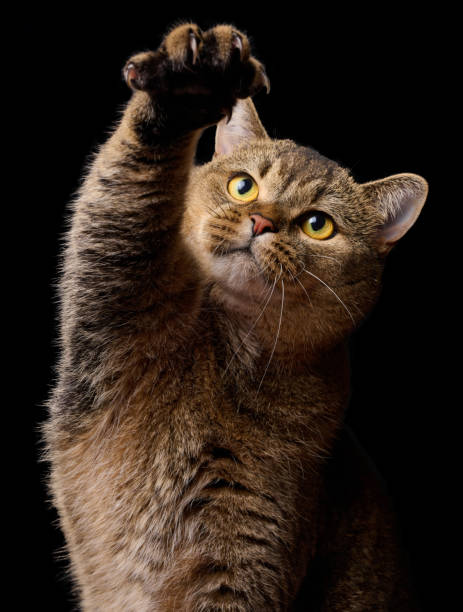 istock Adult gray cat raised his front paw, black background 1472957364