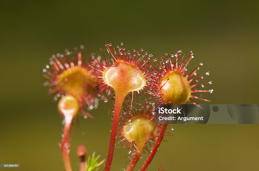 Flores de Drósera - Royalty-free Animais caçando Foto de stock