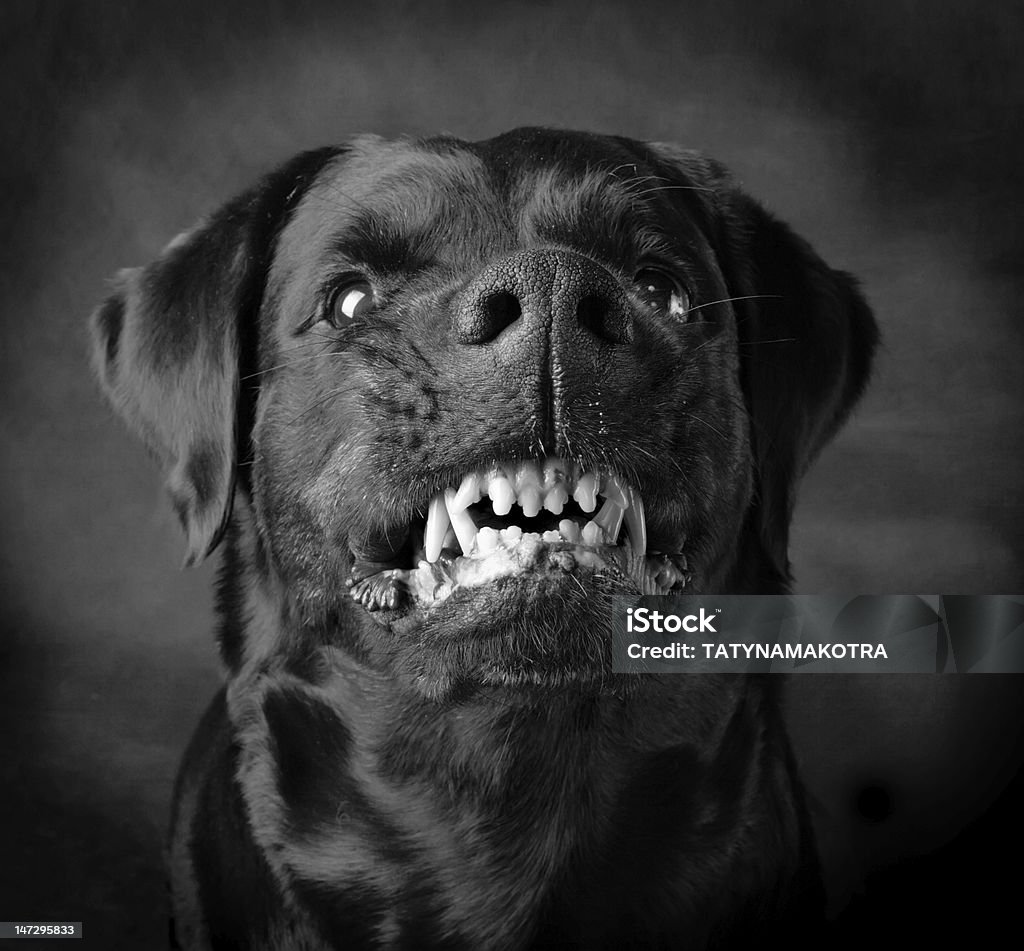 Dog of breed rottweiler. Rottweiler the girl of 6 years on a black background Dog Stock Photo