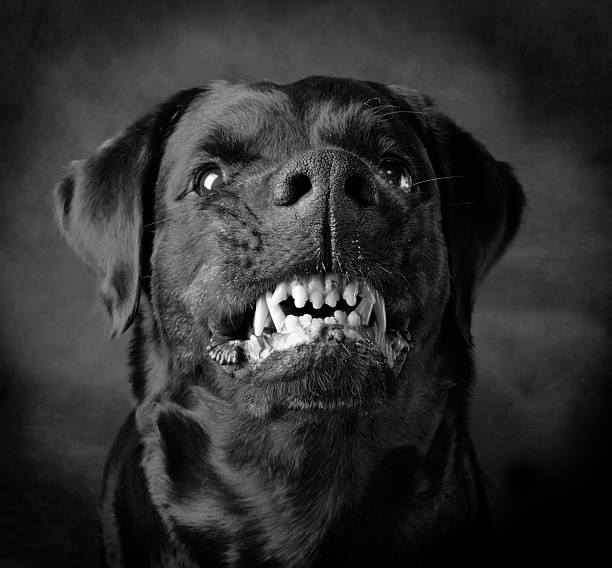 Dog of breed rottweiler. Rottweiler the girl of 6 years on a black background snarling photos stock pictures, royalty-free photos & images