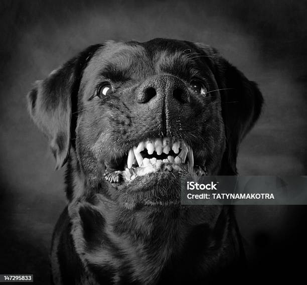 Foto de Cão De Raça Rottweiler e mais fotos de stock de Cão - Cão, Rosnar, Rottweiler