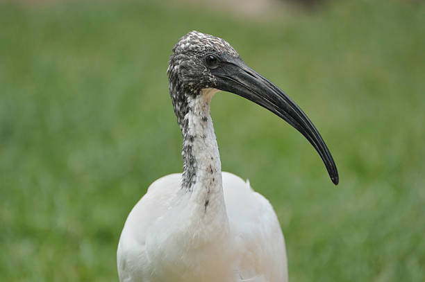 ibis stock photo