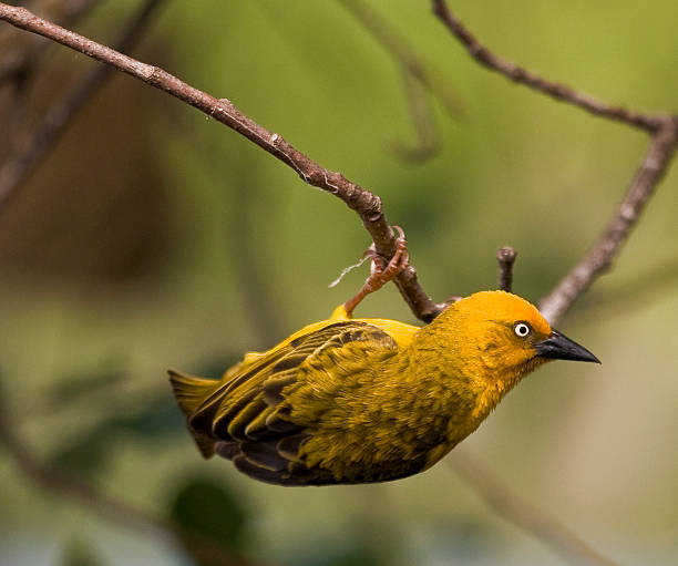 Weaver Bird stock photo