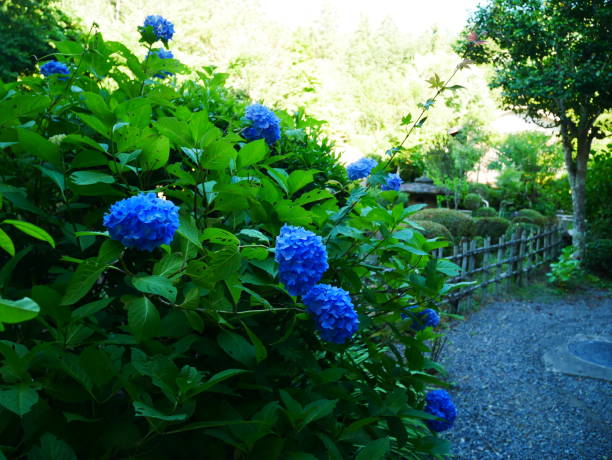 istock Hydrangea image in June 2022 Gifu Prefecture, Japan 1472959324