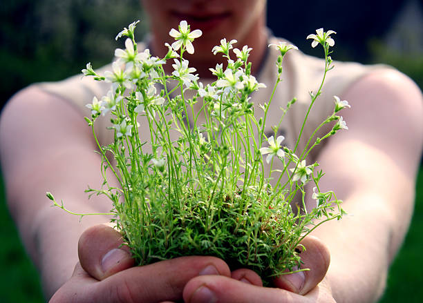 Cara segurando uma planta - foto de acervo