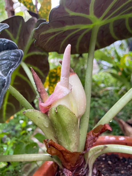 istock Alocasia Black Velvet Flower 1472960720
