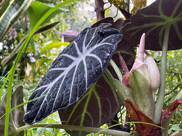 Alocasia Black velvet