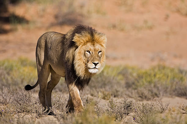 Male lion stock photo