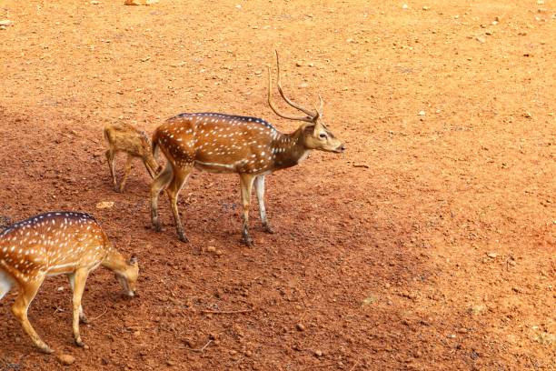 three spotted deers walking looking for grass in the field under the sun