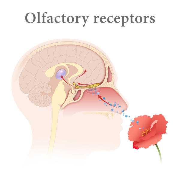 Human Olfactory Receptors and Pathway Olfactory receptors, also known as odorant receptors, are chemoreceptors expressed in the cell membranes of olfactory receptor neurons and are responsible for the detection of odorants (for example, compounds that have an odor) which give rise to the sense of smell. brain receptor stock illustrations