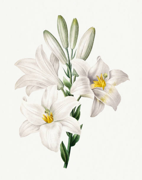 Flower illustration. Lilium Candidum Beautiful flower illustration. Vintage flower painting. Botanical Illustration by Pierre Joseph Redouté - Circa 1833 camellia plant stock illustrations