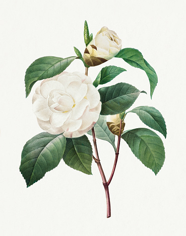 Beautiful flower illustration. Vintage flower painting. Botanical Illustration by Pierre Joseph Redouté - Circa 1833