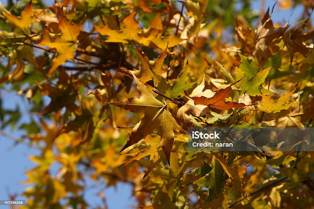 단풍 잎 - 로열티 프리 0명 스톡 사진