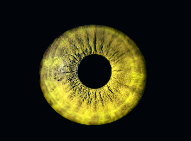 istock Human yellow iris eye. Colorful Pupil in macro on black background 1472963107