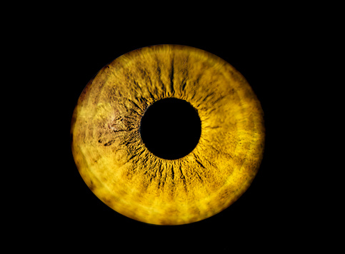 Human orange iris eye. Colorful Pupil in macro on black background