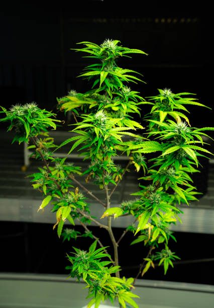 una singola pianta di cannabis con gratificanti cime adulte pronte per essere raccolte. - gratifying foto e immagini stock