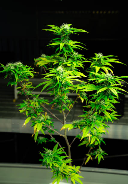 istock A single cannabis plants with gratifying full grown buds ready for harvested. 1472963448
