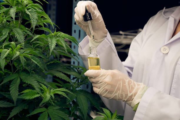 pianta di cannabis gratificante all'interno di una fattoria coperta e scienziato che ispeziona l'olio di cbd. - gratifying foto e immagini stock