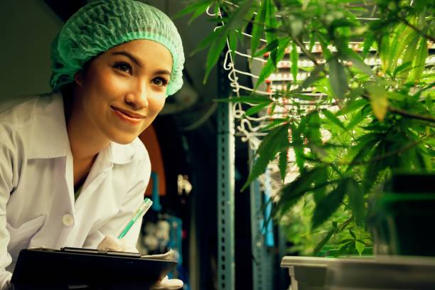 scienziata donna ricerca, e registrare i dati dalla gratificante pianta di cannabis in vaso - gratifying foto e immagini stock