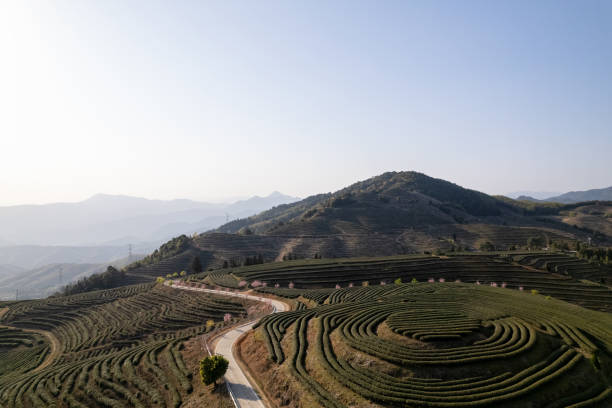 istock Beautiful hilltop tea plantation in spring 1472964511