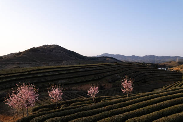 istock Tea garden with cherry blossom trees 1472965397