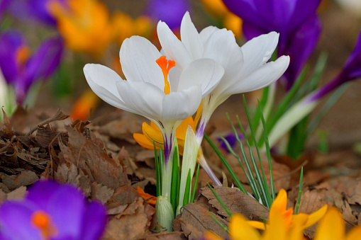 Crocus flowers of purple, yellow, white and two-toned colors appear in early spring. They are some of the the earliest flowers to bloom.
