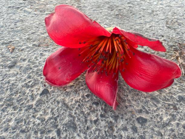 istock Wallpaper red flower wallpaper 1472966034