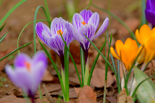 Purple and white crocuses on a flowerbed, close-up.