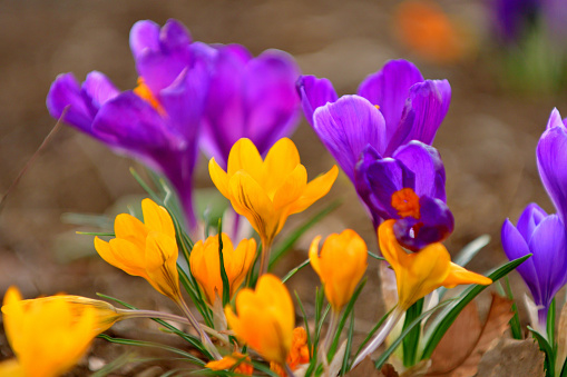 The flower of an autumn crocus growing in an autumn garden.